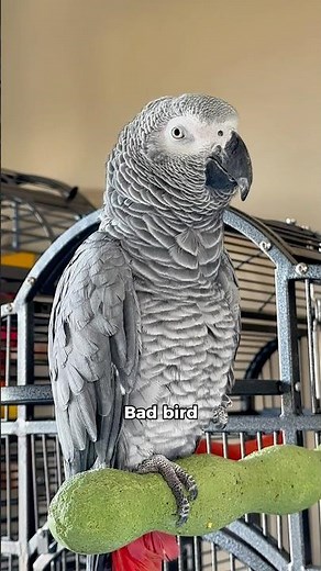 No kisses from this bad bird! 😘❌🐦 #parrot #funnyparrot #talkingparrot #bird