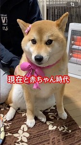 昨晩、生後2か月の心亜をUPしたが、実は自分から見ればデカくなったり毛色は変わったが、同じ顔のままなんです。たくさん面影あります。#柴犬 #柴犬のいる暮らし #shibainu #心亜 #cute