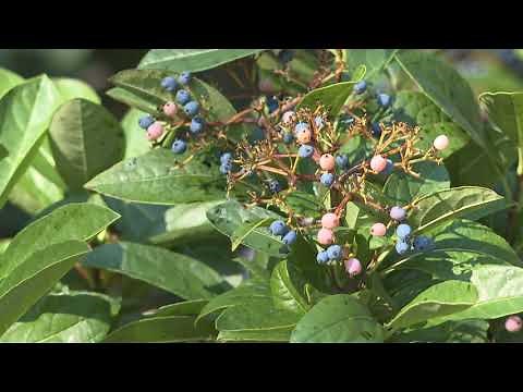 Better berries with Winterthur and Brandywine viburnums together