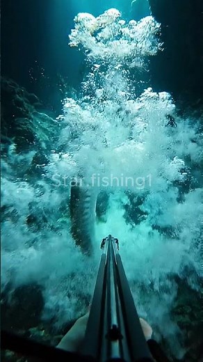 Underwater POV Spearfishing Big Predator Fish Encounter #fishing #oceanpredator #spearfishing