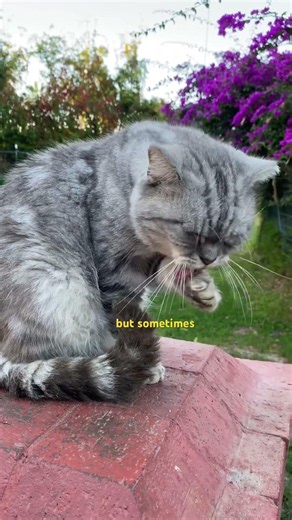 Your Cat Is Coughing? 😨 It Might NOT Be Sick… #cats #viral #trending