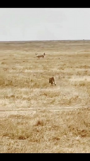 Runner | Animals and Pets