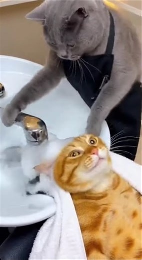 When your customer is an orange cat at the salon 🐱✂️ #cat #funnycat #funny #funnyanimal #aivideo