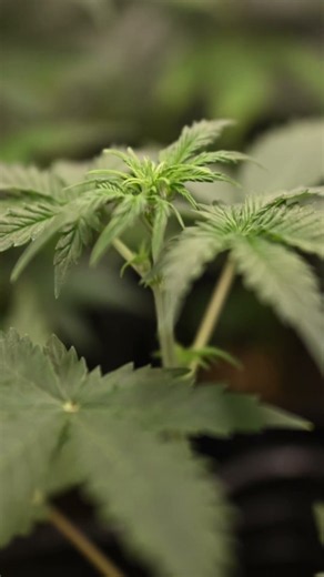12 Hours of Cannabis Growth — Watch Closely