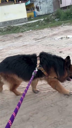 GSD Long Coat... #germanshepherd #dog