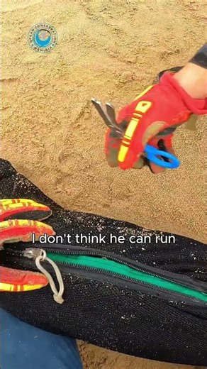 Heartbreaking Rescue of a Baby Seal #shorts