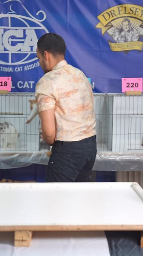 8.5K views · 116 reactions | You've heard of the Scottish Fold, beautiful cats with folded ears, but did you know that there are also Scottish Straight cats, which are the same breed but with straight ears? Check out this beautiful Scottish cat and enjoy the video. 珞 #ticacats #cats #catstagram | TICA - The International Cat Association, Inc. | Facebook