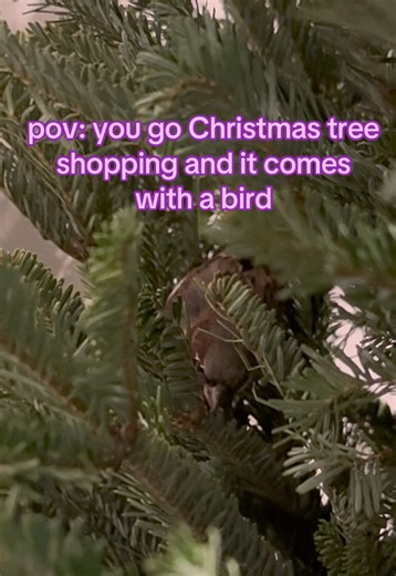 so the bird wasn’t in the tree, it was getting its butt kicked by another bird on the ground after falling from a roof where it was dangling from (u can’t make this stuff up) so I grabbed it and brought it home with the tree and now it’s just chilling there recovering 😅 I already got in touch with a wildlife rehabilitator #christmastree #christmas
