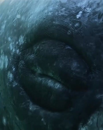 Explore the underwater world and meet its most magnificent creatures. #DiscoverWhalesAndWonders #WhaleWatching #OceanWonders #MarineLife #WhaleAdventures #UnderwaterWonders #WhaleDiscovery #SeaLifeExploration #WhaleMagic #OceanExplorers #WhaleLovers #MarineExploration #OceanicWonders #WhaleTales #DiscoverTheDeep #SeaCreatures #WhaleEncounters #OceanDiscoveries #MarineBiodiversity #WhaleJourney #ExploreTheOceans #WhaleResearch #MarineWonders #WhaleSighting #OceanExpedition #WhaleConservation #Exp