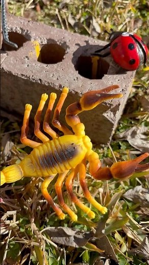 Insect: Grasshoppers, Dragon Fly, Tarantula, Fly, Ladybug, Wasp, Butterfly!