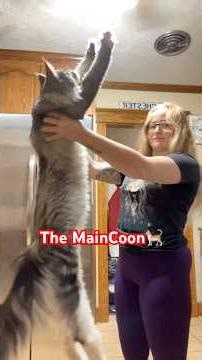 Maine Coon Cat (The Giant Little Cutie)🐈 #shorts #cat #mainecoon