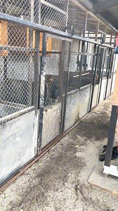 Bahaya ‼️ kandang lembab bagi ayam aduan, Simak videonya 📍 #fypreels #fypviral #wukongfarm #fyp #jangkauanluas #semuaorang #fbpro #kontenayam #edukasiayam | Peternak Lubuk Pakam