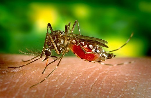 Could Climate Change Impact the Mosquito-Human Disease Ecosystem? | Lesson Plan
