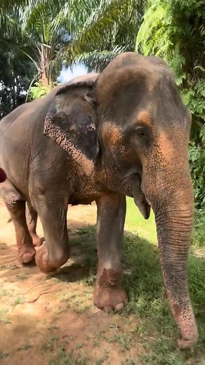 Moon was just sold into a logging camp when we found her. She was chained her whole life! Now… she’s free! Thank you again for helping me free her! -Aaron/Planting Peace (A happy girl at @FOLLOWING GIANTS) | elephantrescue