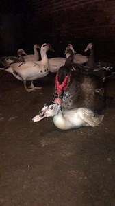 🙀🫣🙃 #ducks #Philippines #video #patos #monetisasi | Berkah Puuw Kandang
