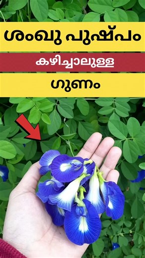 ശംഖുപുഷ്പം കഴിച്ചാലുള്ള ഗുണം 😱 | Butterfly Pea Tea #shorts