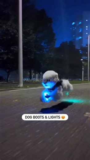 Maltese Community on Instagram: "Light up every step 🤗"