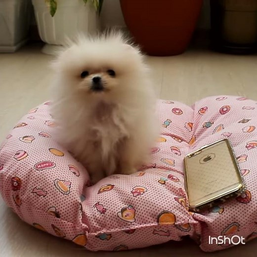 Pomeranian Spitz dairy