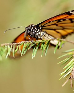 Endangered Migration: A Monarch Butterfly Story is our new short film on the threats to monarch butterflies and the role of butterfly ecotourism in the fir forests of Mexico's Central Highlands. You can watch the full video here 👉 nathab.com/monarchs | Natural Habitat Adventures