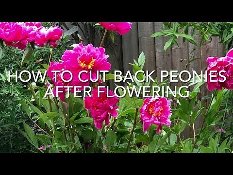 How To Cut Back Peonies After Flowering, Cutting Back Peonies