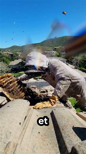 🐝 Why does the beekeeper put the bees in water? #nature #bees