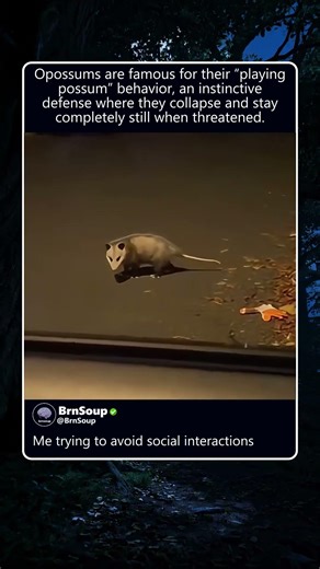 Funny opossum behaviour