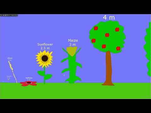 Plants Size Comparison