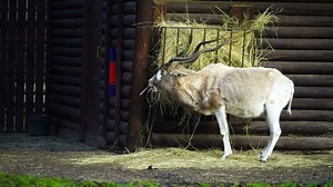 Download Video of Addax in zoo for free