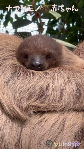 可愛いナマケモノの赤ちゃん🦥 #sloth #ナマケモノ #樹懶