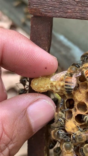 Queen Cell Development 👑🐝 | Birth of a New Queen