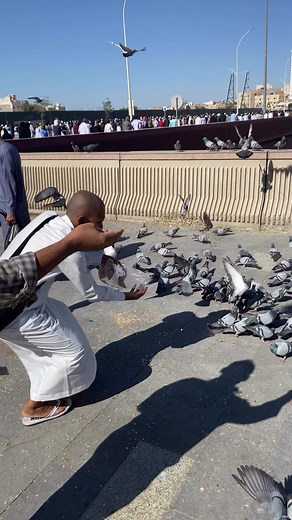 BD Racing Pigeon on Reels