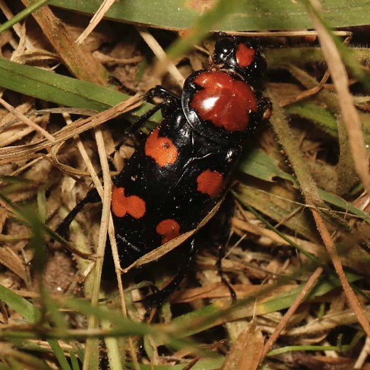 Discover The 6 Official State Animals Of Rhode Island