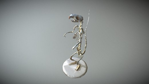 "Ratata" - A rat skeleton anatomy model - 3D model by sketchFAM (@skinless)
