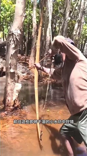 Primitive Fishing Method Snakehead Fish Hunting In Rainforest #shorts