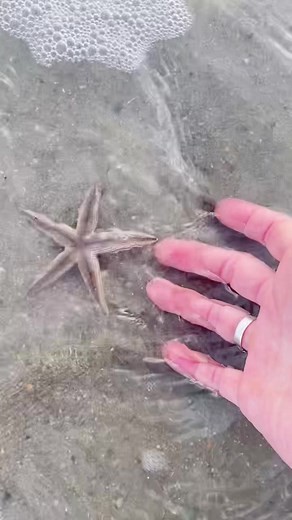 Watercolor Painter Captures Unique Starfish Artwork