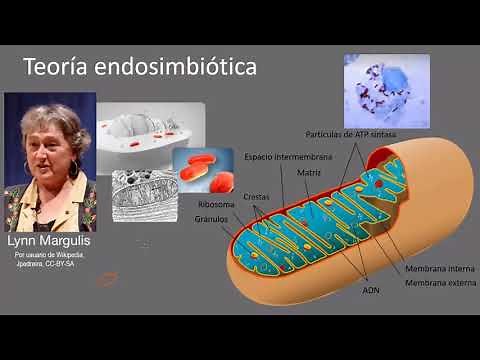 Endosymbiotic theory | Khan Academy in Español