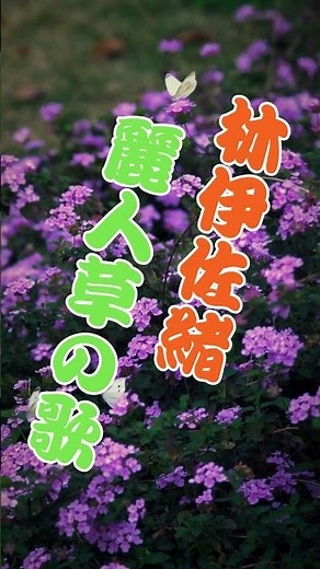 林伊佐緒 麗人草の歌 ...人生の想い出の唄(悲しかった、楽しかった、嬉しかった...当時の想い出)......人生を一緒に楽しみましょう。。 #https #哀愁 #travel #昭和歌謡