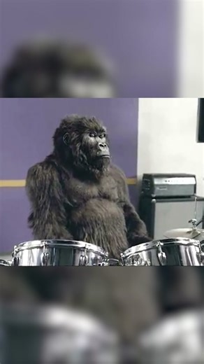 A Origem do meme Gorila Tocando Bateria #meme #memes #gorila #gorilla #phillcollins