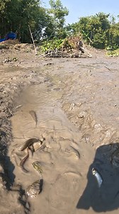 37K views · 372 reactions | Local Dry Season Fishing Video #village #fishingtime #fish #fishing | Local Fishing Videos | Facebook