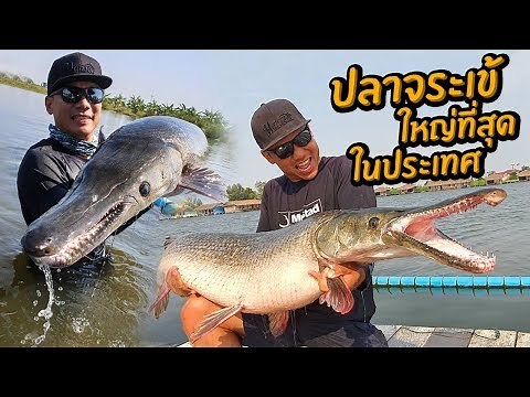 ปลาจระเข้ใหญ่สุดที่เคยเจอ! บึงสำราญ Giant Alligator Gar, Bungsamran