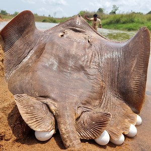 Amazing big stuck river dry place stingray fish catching system by fisherman. best 2025 fishing video #fish #video #fishing | Discovery Site