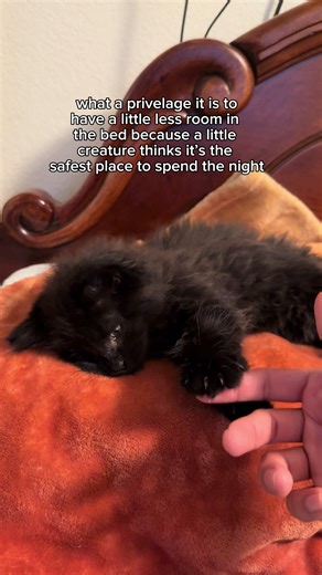 Why We Are Lucky to Have Cats as Pets
