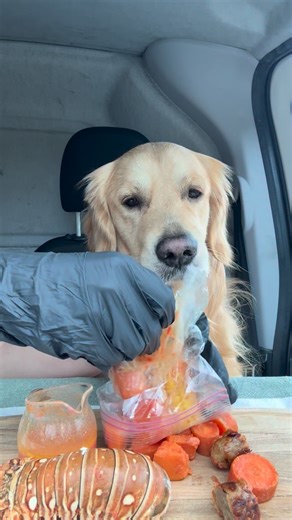 Meals with Milo | ASMR Seafood boil mukbang - homemade using dog friendly ingredients 🐶🐾 • #goldenretriever #dogmukbang #asmr #dogseating #dogoftheday | Instagram