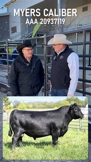 ST Beef Bytes: Featuring Myers CALIBER ✨ In this exciting second episode, Aaron Arnett, Director of Beef Genetics, spends time with Joe Myers of Myers Angus Farm at the 2026 NWSS in Denver to discuss Myers CALIBER—an attractive, high $M Angus sire! 🎧 Listen, learn, and hear the story behind Myers CALIBER! 🚨Contact your local STgenetics® Beef representative or our Beef Call Center to order. https://stgen.com/sire-directory/beef-bull.aspx?code=551AN02038&language=english&title=beef-cattle | STge