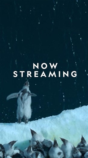 Be like these emperor penguin chicks and dive in! 🐧 #SecretsOfThePenguins is now streaming on Disney and Hulu . | National Geographic Animals