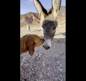 Wild Donkey Visits Dog at Campsite