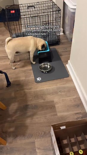 Comment ‘slide” for a copy of my free pug weight loss guide. Because the struggle is REAL. | PugsnKisses