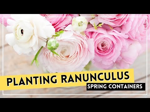 SPRING CONTAINER GARDEN // How To Grow Ranunculus In Containers