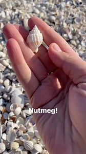 16K views · 123 reactions | It feels extra fun hunting in the dry piles of seashells that no one else is paying attention to. Especially when I find beauties like this nutmeg朗 | Let's Go Shelling | Facebook