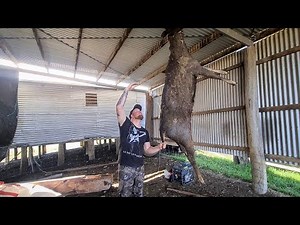 Sambar Hunting - Did we drop the big boy?